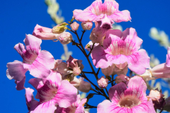 B.-CALDAS-1109